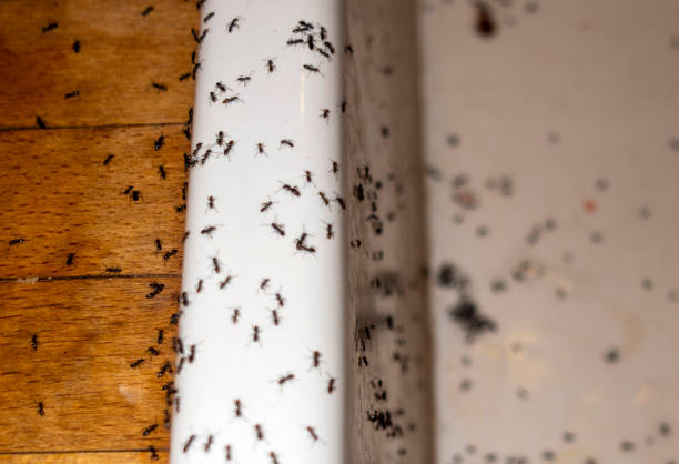 Reliable Glendale, OH Pest Control Solutions